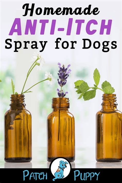 homemade antiseptic spray for dogs.